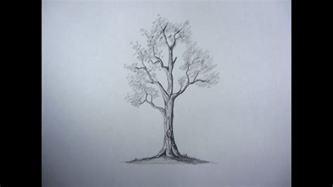 Drawings Of Trees In Pencil