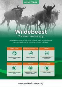 Wildebeest - Facts, Diet & Habitat Information