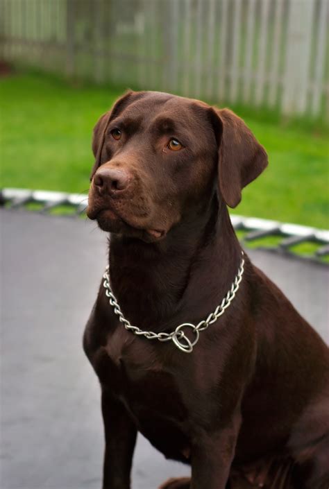 File:Labrador Retriever chocolate Hershey sit.jpg