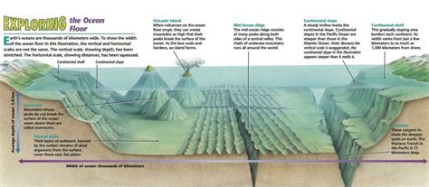 What are some of the physical features that are found in ocean basins ...