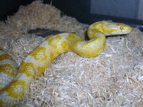 White And Yellow Corn Snake