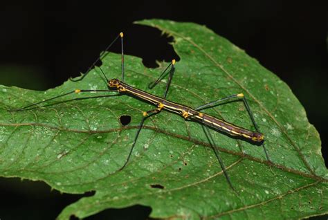 Order Phasmatodea – ENT 425 – General Entomology