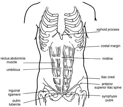 Images 06. Digestive System | Basic Human Anatomy