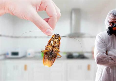 Book Cockroach Spray Treatment In Perth - Pesti Pest Control Perth