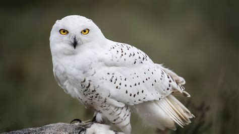 Snowy Owl - Elmwood Park Zoo