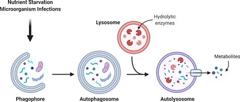 Frontiers | Autophagy in aging-related oral diseases