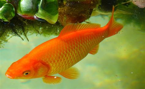 Le poisson rouge en aquarium : conseils et bonnes pratiques