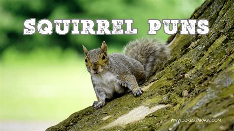 56 Cute Squirrel Puns - Jokes Garage