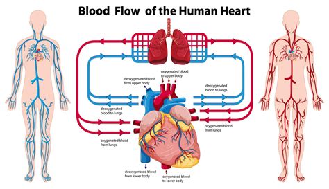 Diagram showing blood flow of the human heart 418296 Vector Art at Vecteezy