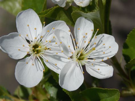 Prunus cerasus L. | Plants of the World Online | Kew Science