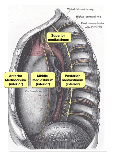 Posterior mediastinum - wikidoc