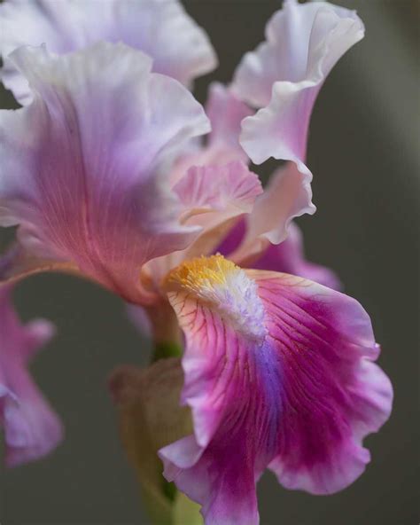 Iris flower meaning • History and origins • Interesting facts