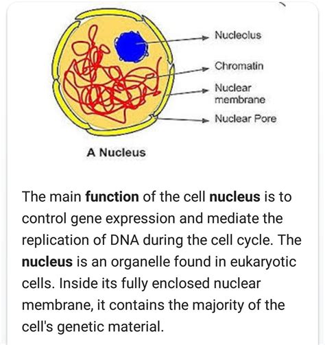 Explain The Structure Of Nucleus With Diagram Nucleus Struct