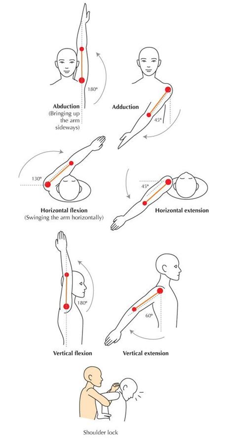 The shoulder | Shoulder range of motion, Yoga anatomy, Human anatomy