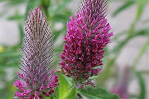 Trifolium rubens