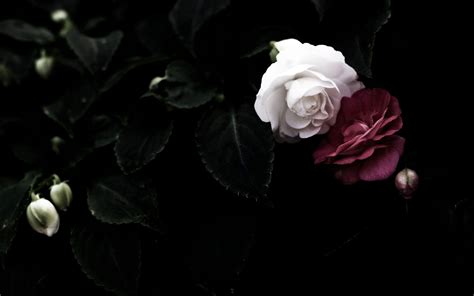 Black Rose Wallpapers - Top Free Black Rose Backgrounds - WallpaperAccess