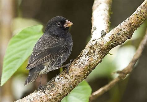 Darwin's Galapagos Finches - WorldAtlas