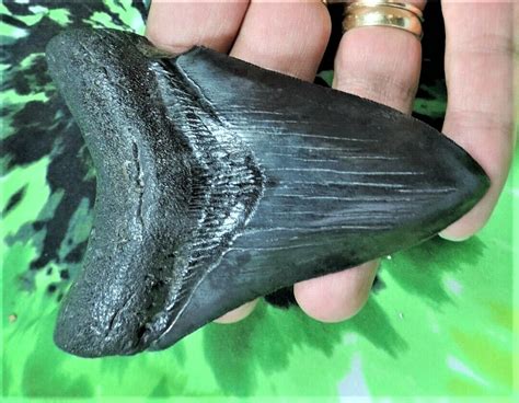 4 Megalodon fossilized teeth from North Carolina....Lot of 4 meg shark ...