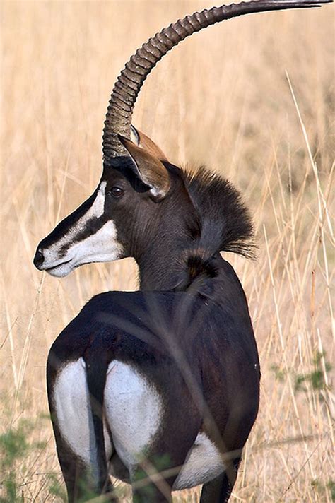 25 best Sable Antelope images on Pinterest | Wildlife, Africa and ...