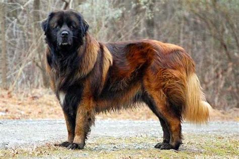 Estrela Mountain Dog - Ultimate Guide (Temperament, Personality, Health)