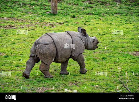 Baby greater horned rhino having fun Stock Photo - Alamy