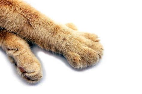 Are a Cat’s Claws Supposed to Fall Out? - This Pet That Pet