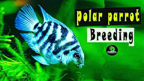 polar parrot fish breeding step by step process || egg laying to fry ...