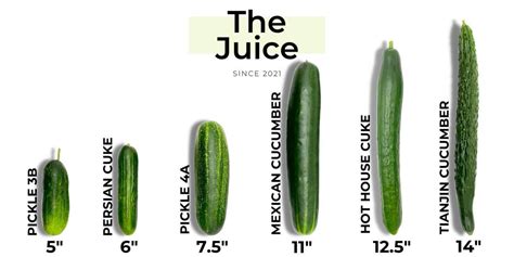 Cucumber Varieties and How to Use Them | Purvey'd