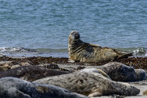 Photo - Gray Seal - Halichoerus grypus - Observation.org