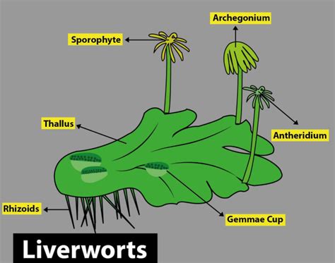 Liverworts Diagram