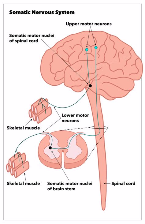 Somatic Nervous System Diagram