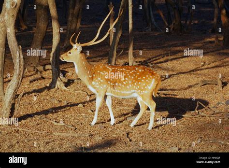 Indian Spotted Deer with large antlers stands alert in a forest ...