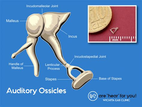 Your 3 Smallest Bones - Wichita Ear Clinic