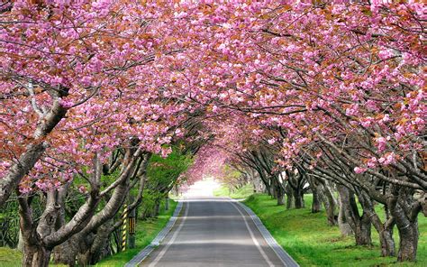 3840x2160 resolution | cherry blossom trees beside grey asphalt road HD ...