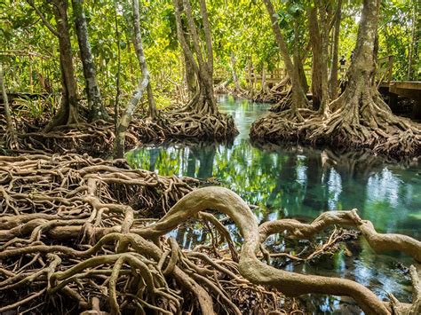 Mangrove Trees