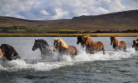 Horse riding adventures in Iceland | Ampascachi