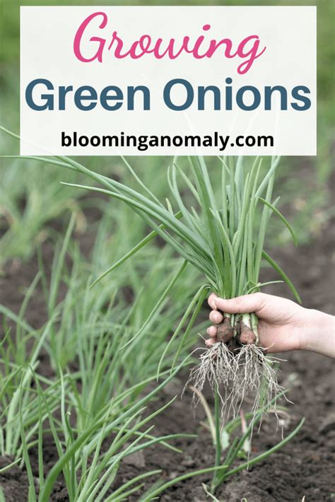 Greatest Growing Green Onions Tips - Blooming Anomaly