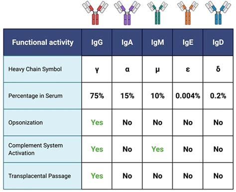 Five Classes [subclasses] of Immunoglobulins | Immunological and ...