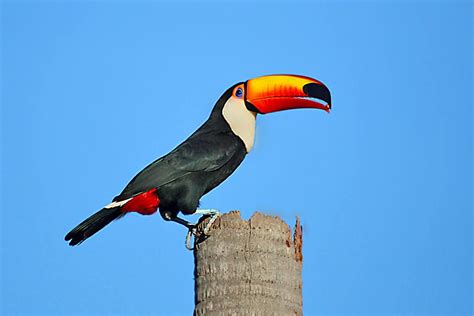 Toco Toucan. Brazil Toco Toucan, Rainforest Animals, Bird Lovers ...