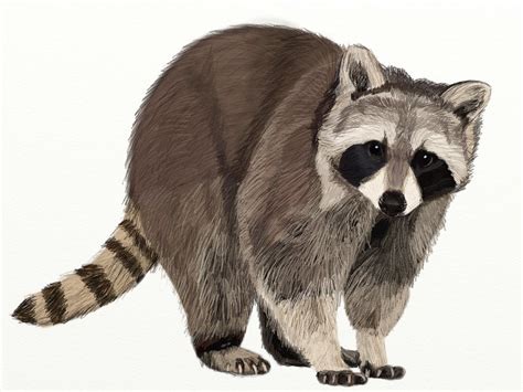 Cute Raccoon Drawing at GetDrawings | Free download