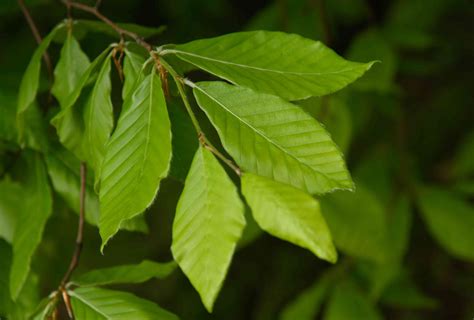 American Beech Tree (Fagus grandifolia): Native Plant Guide