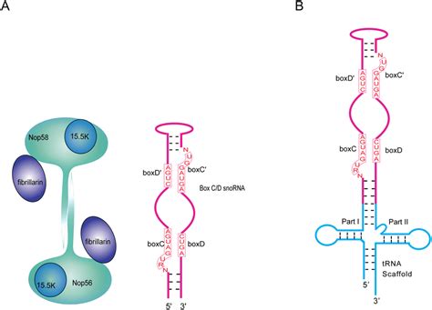 Schematics of box C/D ribonucleoprotein particles (RNPs) and chimera ...