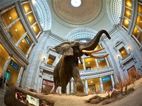 Elephant in Rotunda of Smithsonian Natural History Museum | Flickr