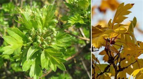 Types of Hawthorn Trees With Their Flowers and Leaves (Pictures)