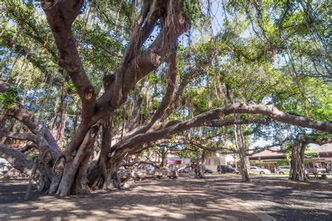 Lahaina-Banyan-Court-Park-Web-Format - The Snorkel Store