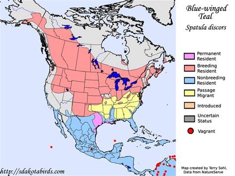 Blue-winged Teal - Species Range Map