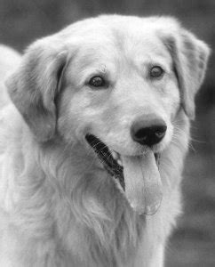 Buddy the Dog (1988-1998) - Find a Grave Memorial