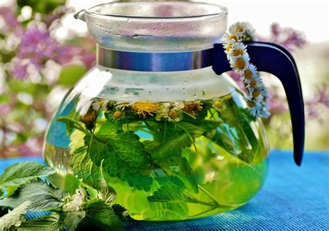 The Art and Benefits of Making Herbal Infusions - Backdoor Survival