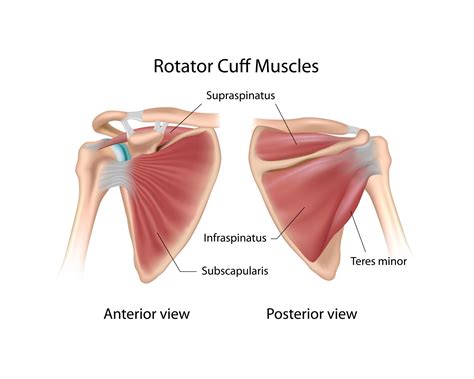 Anatomy Of The Rotator Cuff, 54% OFF