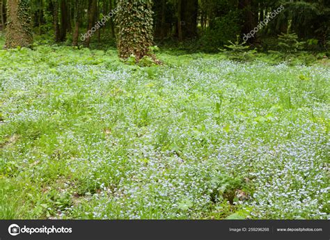 Kornik Arboretum Largest Oldest Arboretum Poland Founded First Mid ...